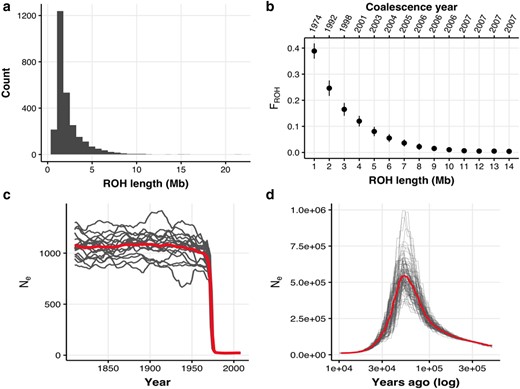 Demographic reconstruction of population decline. a) Runs of homozygosity (ROH) length distribution across all modern individuals. b) Inbreeding coefficient estimated for different classes of ROH lengths (FROH). The year represents the estimated time at which a category of ROH length was formed assuming a recombination rate of 3 cM/Mb and using the formula L = 100/2t cM from (Thompson 2013), where L is the ROH length and cM is the recombination rate, to obtain t the time of ROH coalescence in generations. Generations ago were converted assuming a generation time of 2 yr from the time of sampling. c) Reconstruction of the recent demography (last 100 generations) from LD using GONE (Santiago et al. 2020) assuming a recombination rate of 3 cM/Mb. The mean demographic trajectory accross 40 replicates is shown. Background lines were obtained with a jackknife approach removing one sample at a time. Generations ago were converted assuming a generation time of 2 yr from the time of sampling (2010). d) Reconstruction of the ancient demography (<10,000 yr ago or 5,000 generations ago) from genetic coalescence using the pairwise sequentially Markovian coalescent method (PSMC) (Li and Durbin 2011) assuming a mutation rate of 2.3e-9 and a generation time of 2 yr.