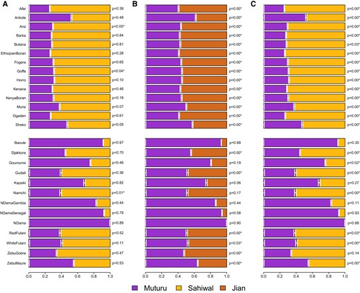 Admixture modeling of admixed African cattle breeds with qpAdm. We performed 2-way admixture modeling using qpAdm for African cattle breeds, with Muturu as the African taurine source and either North Indian indicine Sahiwal (A, Model I and C, Model III) or Southeast Asian indicine Jian (B, Model II) as the indicine source. For A) and B), we used the base set of reference populations: African buffalo, British aurochs, Balkan_Neolithic, and Shimao_High. For C), we add Jian as an additional reference population to the base set. Upper and lower panels harbor East and West African breeds, respectively. In each panel, the target African cattle breed is marked on the left side and the qpAdm P-value is indicated on the right side. P-values with asterisk (*) refer to unsuccessful models (P < 0.05). Horizontal bars represent ±1 standard error measures estimated by 5-cM block jackknifing.