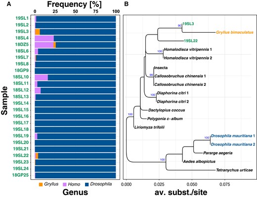 Contamination of historic samples with human and Gryllus DNA. Panel A) with stacked barplots showing the frequency of BLAST hits for the 3 most commonly detected genera based on BLAST searches of 100,000 mt reads against the NCBI nt database. Panel B) shows a phylogeny based on the Wolbachia-specific wsp locus for Wolbachia samples from supergroup B, an NCBI GenBank sequence from a Wolbachia variant specific to Gryllus bimaculatus and 2 Wolbachia sequences from the historic samples 19SL3 and 19SL22.