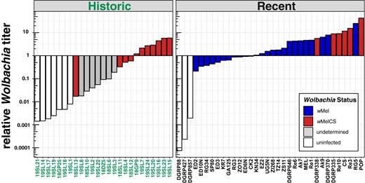 Relative Wolbachia titers. Barplots showing the ratio of Wolbachia-specific reads to Drosophila-specific reads for each library in historic and contemporary samples. The fill color (and hue) depicts the Wolbachia type in the recent samples. Here and in all other figures, wMel is shown in blue (dark hue) and both the wMelCS and the wMelPOP type are shown in red (lintermediate hue). The yet undetermined Wolbachia type in historic samples with uncertain infection status is shown in gray (light hue) and uninfected samples are highlighted in white.