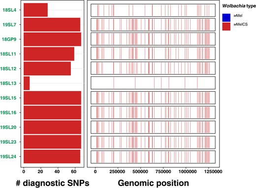Wolbachia-type characterization based on diagnostic marker SNPs. The left barplot shows the allelic states (blue, wMel; red, wMelCS) for a maximum of 67 diagnostic Wolbachia-type-specific marker SNPs. The size of the bars indicates the number of SNPs with available allelic information for a given sample. The right panel shows the genomic distribution and allelic state of the diagnostic SNPs for a given sample. This figure includes 11 historic samples where allelic information was available for at least 1 diagnostic SNP.