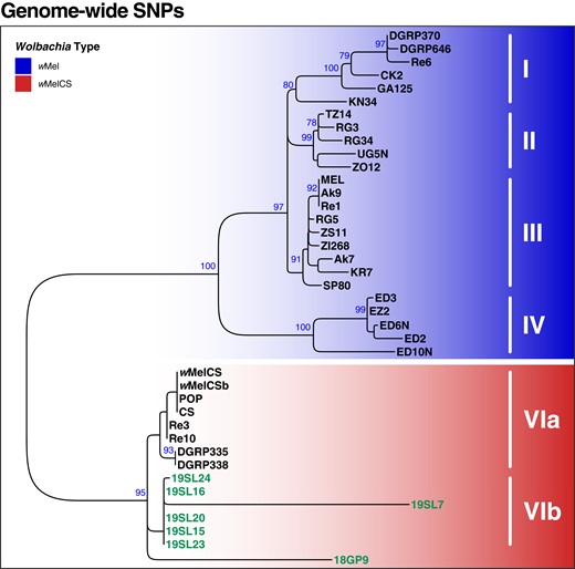 Phylogenetic tree of Wolbachia based on 279 genome-wide SNPs. ML tree based on SNP data from 40 samples of historic and contemporary samples that were either infected with wMel (blue) or wMelCS (red). Raw reads of each sample were mapped against the wMel reference genome (RefSeq: AE017196.1). Roman numbers indicate subgroups of D. melanogaster-specific Wolbachia strains as previously defined by Richardson et al. (2012). The 7 historic samples included in this analysis are highlighted in green. Blue numbers indicate bootstrap values > 75% from 100 rounds of bootstrapping.