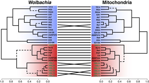 Tanglegram comparing the phylogenetic trees of Wolbachia and mitochondria of D. melanogaster. Ultrametric trees were generated from SNP-based ML trees for Wolbachia and mitochondria of the same historic (highlighted in green) and contemporary samples. Dashed edges indicate topology differences between the trees. Samples of type wMel are highlighted with a blue background and samples of type wMelCS with a red background.