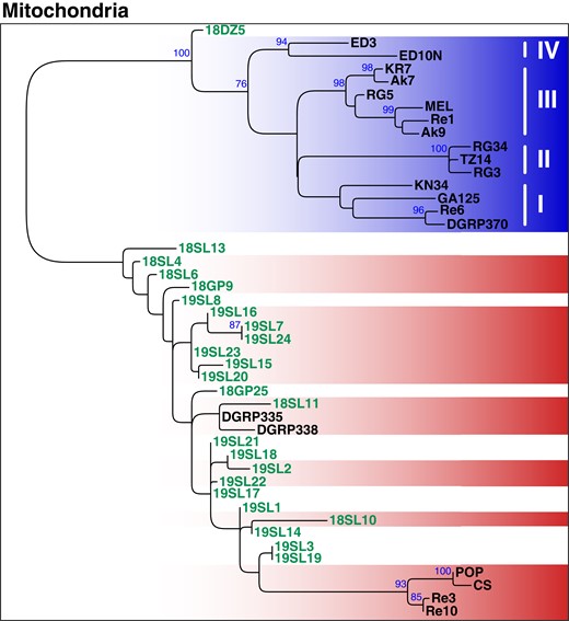 Phylogenetic tree of mitochondria based on 291 genome-wide SNPs. ML tree (mid-point rooted) based on SNP-data from 45 samples of historic and contemporary samples that were either infected with wMel (blue) or wMelCS (red) and uninfected specimens are shown in white. The 24 historic samples that were included in this analysis are highlighted in green. Roman numbers indicate clusters that correspond to subgroups of D. melanogaster-specific Wolbachia strains as previously defined by Richardson et al. (2012). Blue numbers indicate bootstrap values > 75% from 100 rounds of bootstrapping.