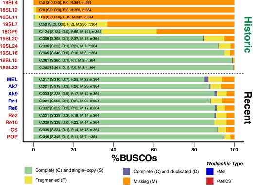 BUSCO scores of de novo assemblies. Stacked barplots showing the proportions of complete, complete and duplicated, fragmented, and missing BUSCO genes of the order Rickettsiales identified in each of the assembled genomes. Historic samples are shown above the dashed lines and 9 newly sequenced specimens are shown below the line. The color of the label names indicates that they are either of type wMel (blue) or wMelCS (red).