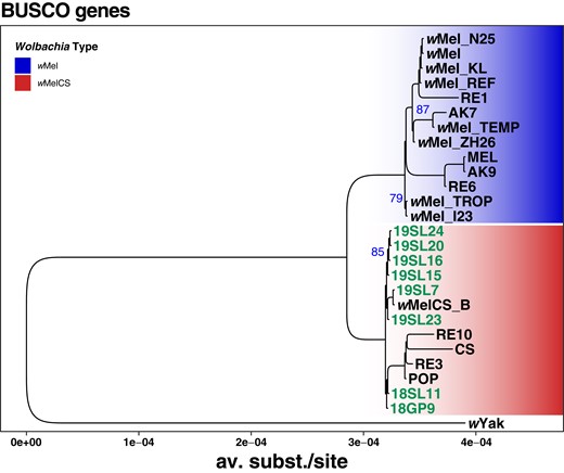 Phylogenetic tree of Wolbachia based on 211 aligned and concatenated BUSCO genes. ML tree based on concatenated sequence alignments of 211 genes from 27 historic and contemporary samples that were either infected with wMel (blue) or wMelCS (red) and wYak as an outgroup. The 8 historic samples that were included in this analysis are highlighted in green. Blue numbers indicate bootstrap values > 75% from 100 rounds of bootstrapping.