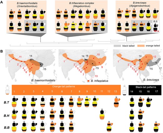 Mimetic color pattern diversity of the South Asia bumble bee mimicry group. A) Phylogenic position and color pattern diversity of the comimetic and distantly related B. breviceps (B. B), B. haemorrhoidalis (B. H), and B. trifasciatus (B. T) lineages, belonging to subgenera Alpigenobombus, Orientalibombus, and Megabombus, respectively. Note that this mimetic group displays parallel color variation on different body segments including thoracic, pleuron, anterior metasomal tergal (T1-3), and finally, 5th metasomal tergal (T5, also known as “tail” in bumble bees) regions, which displays the orange/black dimorphism studied here. All mimetic color patterns of these lineages are divided into 2 groups based on color phenotype (orange or black) on metasomal T5, highlighted by orange and gray shading, respectively. The color pattern diagram with a red star represents B. grahami (B. G.), the sister species of B. breviceps. B) Major mimetic color patterns of the 3 lineages and their simplified geographic distribution. Dots and connecting numbers on the map indicate different locations where mimicry among the 3 lineages cooccur. Graphs below the maps illustrate major mimetic color patterns in those respective locations by comimetic species.