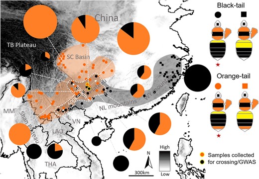 The Southern China orange/black color pattern transition zone of B. breviceps. Dots and squares on the map indicate localities from where bees were collected and phenotyped. The color pattern transition zone is highlighted by dashed white circles with distances labeled. Note that this transition zone is ∼300 km in width from northwest to southeast and 600 km in length from northeast to southwest, involving southern Yunnan, all of Guizhou, and southern Hunan. This transition zone occurs across altitudinal gradients, with the orange/black ratio gradually decreasing from northwest to southeast, largely concordant with the topographic transition from the Yun-Gui highlands to the lower elevation mountainous area of southeastern China. Orange and black color indicates orange- and black-tailed patterns, respectively. Pie charts indicate frequency of orange- and black-tailed patterns at each location, represented by percentage of orange-/black-tailed bees in the total collection from that location (supplementary data, Supplementary Material online). The size and portion of these charts reflect the number of samples per locality. Dots with a yellow circle indicate locations where samples were collected for GWAS and genetic crossing. The orange black transitions occur across an altitudinal gradient. Across the collection regions, each of the orange- and black-tailed patterns display variations on yellow banding numbers on anterior abdominal terga (T1-2), based on which each of them can be further partitioned into 1 yellow-banded and 2 yellow-banded color pattern groups, indicated by dots and squares, respectively. However, only the 1 yellow-banded pattern (indicated by red stars) of the orange/black phenotypes occur in the transition zone and was sampled for GWAS. Dots with yellow circles indicate sites where queens of the offspring males used for GWAS were collected. MM, Myanmar; THA, Thailand; LAO, Laos; VN, Vietnam; TB, Tibet Plateau; SC, Sichuan Basin; YG, Yunnan-Guizhou Plateau; NL, Nanling Mountains; WY, Wuyi Mountains.