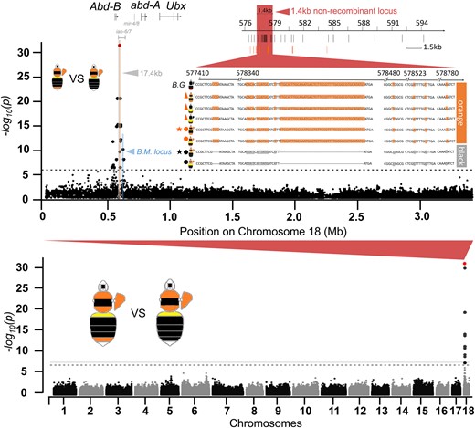 The color locus revealed by GWAS. The Manhattan plot on the bottom is the whole-genome association showing that sites of fixed association (indicated in red) are confined to a single locus on chromosome 18. The plot above shows association within this chromosome, showing that fixation is confined to a ∼17.4 kb block 3′ of Abd-B (highlighted gray). The region highlighted in red indicates the position of the 1.4 kb nonrecombinant region that remains fixed with additional genotyping. The region highlighted in blue indicates the color locus controlling the red/black midabdominal color dimorphism in B. melanopygus (Tian et al. 2019). SNPs (black bars) and indels (orange bars) and their position are indicated below the 1.4 kb locus. Note that the black pattern contains 3 and 46 bp deletions at the nonrecombinant locus. The sequences show genotypes of different orange and black color patterns at the 1.4 kb locus, as well as that of B. grahami (B.G.) with only partial fragments containing the fixed SNPs and indels shown. Stars indicate patterns used for GWAS. Dots indicate color patterns used for narrowing the locus. Triangles indicate additional geographic color pattern genotypes for validating the association of this 1.4 kb locus with color morphs. Note that the locus remains fixed across all orange- and black-tailed patterns regardless of their geographic locations and variations on other segmental phenotypes (e.g. thorax and pleuron).
