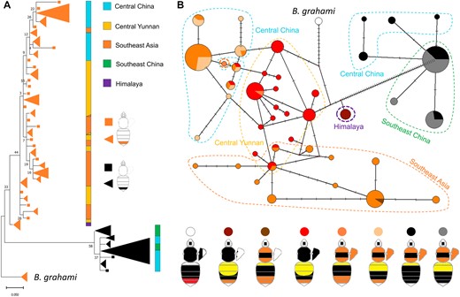 Phylogeographic relationships of different color pattern lineages of B. breviceps. A) Phylogenetic clustering of color pattern at the 1.4 kb color locus. Trees were constructed using ML methods with terminal nodes colored by the 2 tail color phenotypes. Triangular clades represent shared haplotypes, with size reflecting the frequency of the haplotype. Colored bars indicate broad geographic regions. B) Haplotype networks of the color locus. Each node represents a haplotype, lines between nodes represent a single base change, and the size of the node represents haplotype frequency. Nodes are colored by the color patterns containing that haplotype. Geographic regions are indicated using dashed polygons.