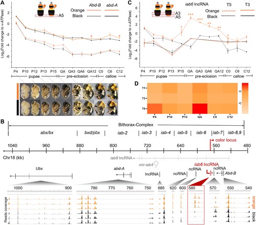 Gene expression analysis for the bithorax complex (BX-C) during bumble bee development. A) Temporal expression pattern of the abd-A and Abd-B genes at the dimorphic metasomal tergal segment 5 (T5) across pupal and early adult development. Images for pupal (P4-P15) and adult (QA-C12) stages used for qPCR analysis are provided below the gene expression plot. These images also demonstrate the process of setal pigmentation. The white arrows indicate polymorphic metasomal T5. Note that the orange and black setae are distinguishable starting from QA stage. At the QA stage, black setae exhibit a grayer tinge, while the orange setae become more golden orange. The 2 phenotypes become more distinguishable at the time of eclosion (0 h callow). Color continues to intensify in the first 24 h posteclosion. Both orange and black setae attain most of their color within the first 6 h of posteclosion and complete pigmentation by 12–24 h, largely in line with what has been found in other bumble bees (Tian and Hines 2018). B) The gene transcription profile of orange- and black-tailed bees across the BX-C complex at the QA period. The numbered line in the middle represents position of the chromosomal 18 corresponding to the BX-C complex. The red bar indicates the color locus. Positions of the infra-abdominal (iab) domain are labeled above the line. Gray dashed lines immediately below the chromosomal line indicate position of the iab8 lncRNA and mir-iab4 microRNA discovered by previous studies. Black solid lines indicate position of the protein coding sequence of BX-C Hox genes, as well as ncRNAs recognized by current studies. The iab6 lncRNA were shown in red solid line. The bottom represents transcriptome sequencing reads that mapped to the BX-C regions, with the height of the peak indicating read coverage. Each line represents the transcription profile of an individual bee, with orange- and black-colored graphs representing orange-tailed and black-tailed bees, respectively. Read coverage of the iab6 ncRNA is highlighted by a dashed square. Note that this lncRNA only has read coverage in the orange-tailed bees but little to no read coverage in the black-tailed samples, suggesting its tight association with the orange pigmentation. C) Gene expression of iab6 lncRNA in the dimorphic T5 and monomorphic metasomal T3. D) Heatmap indicating iab6 lncRNA expression level across abdominal tergites and pupal stages of B. breviceps. Note that this lncRNA is highly stage- and tissue-specific, with peak expression at T5 at the QA stage. Error bars in (A) and (C) indicate standard error (SE) of the mean. Stars above the error bars indicate levels of statistical significance *P < 0.05, **P < 0.01, ***P < 0.001 by 2-sample t-test.