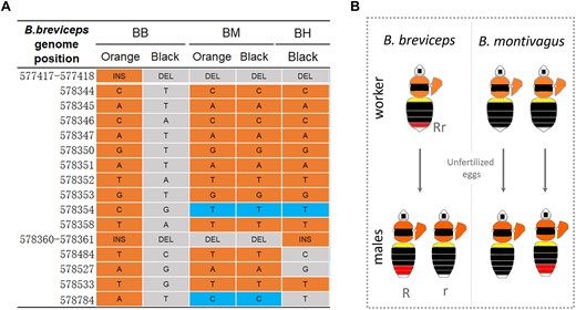 Genetics and inheritance of orange/black dimorphism in B. breviceps comimics. A) Allelic variants in the color locus of B. breviceps (BB) and the comimetic B. montivagus (BM) and B. haemorrhoidalis (BH). Orange and gray shading indicates SNPs of the orange- and black-tailed form, respectively. Blue shading indicates alternative SNPs to those in B. breviceps. In B. montivagus, no fixed SNP or indels are similarly differentiated by color forms. In B. haemorrhoidalis, only black-tailed phenotypes were sampled and genotyped, and only a few sites of these black formed bees share the same alleles with the black-tailed B. breviceps. B) The left graph shows color patterns of males produced by 2 black-tailed B. montivagus workers. One black-tailed B. montivagus worker produced orange-tailed males, which is not consistent with the B. breviceps inheritance model in which black tails are controlled by recessive alleles and black workers are homozygous for rr and can produce only black r males. This indicates that the orange/black dimorphism in metasomal T5 is governed by different inheritance rules in B. montivagus.
