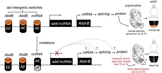 The proposed mode of genetic control of the orange/black color dimorphism in B. breviceps. The schematic diagram illustrates how mutations in the color locus may drive orange/black setal pigmentation changes. This model proposes that the color locus of B. breviceps may correspond to an iab genetic switch that controls iab6 lncRNA expression in adult epidermis of metasomal T5. A mutation on the locus may cause the iab6 lncRNA switch to turn off in the black-tailed form, which causes expression silencing of this lncRNA at T5. The loss of iab6 lncRNA at the metasomal T5 may then interrupt the transcriptional or translational regulation of its target Hox genes, most likely Abd-B. Interruption of normal function of this Hox gene at T5 may then cause a homeotic shift of T5 setal identity toward the more anterior, black-colored T4 or T3, leading to the orange-to-black shift. Dashed arrows and question marks indicate untested alternative hypothesis on how ncRNA silencing may interrupt Abd-B during transcription and translation. EE, embryo epidermis; AE, adult epidermis.