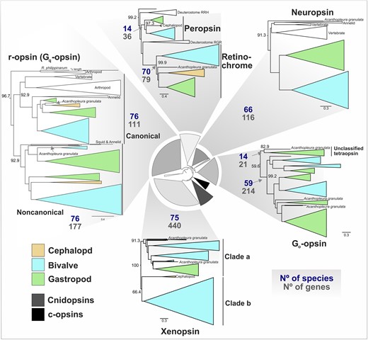 Opsin clades differ in total size and number of species represented. Subtrees of mollusk containing opsin clades displayed from the IQ-TREE2 ML opsin phylogeny (LG + F + R10 amino acid substitution), shown at center. For each of 7 opsin types found in mollusks (plus the “Unclassified tetraopsin group), the total number of sequences in the tree (No of genes) and species (No species) with that opsin are displayed. Clades are collapsed according to taxonomic clades (e.g. bivalves) and color coded by mollusk class. UF-bootstrap support values shown at base of named of opsin clades. Support values for inner circular tree are shown in supplementary fig. S12a, Supplementary Material online and mollusk-specific clades in supplementary fig. S6, Supplementary Material online; full tree with support values is in supplementary fig. S7, Supplementary Material online.