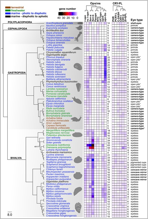 Summary of molluscan opsin and cryptochrome genomic content from 80 species. Maximum likelihood species tree generated with IQ-TREE2 based on a partitioned amino acid supermatrix from 899 complete single copy BUSCO sequences (metazoan_obd10) recovered from at least 60/80 species. Branch values are SH-aLRT % support (with 1,000 replicates)/aBayes probability/UFBoot support % (with 1,000 replicates). Branch supports shown only where any of the 3 values is less than 100%. Species tree rooted with the polyplacophoran chiton. Branches transformed with Figtree as “proportional.” Taxon names are color coded by habitat type. Opsin and cryptochrome abundances (“gene number”) reflected by heatmap. Empty squares indicate gene absence, gray likely presence. Total counts for opsins and cryptochromes included to right of each matrix. Unclassified tetraopsin indicated as “UCTopn” dashed lines indicate ambiguous phylogenetic placement. Habitat and photic environment of each species indicated by text color and eye type listed to right of figure. R script for heatmap adapted from Gornik et al. (2020). Species silhouettes obtained from PhyloPic (https://www.phylopic.org/).