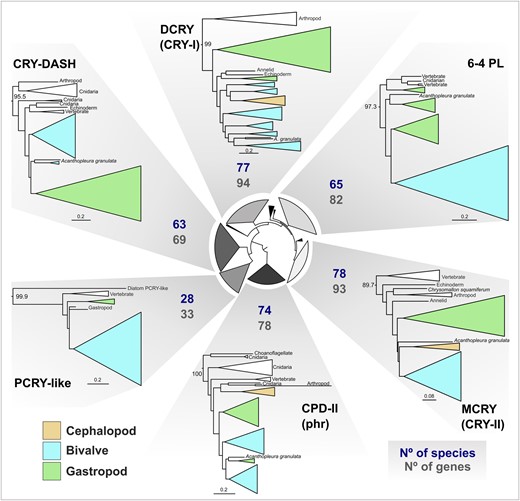 CRY-PL clades are similar in total size and number of species represented. Subtrees of mollusk containing CRY-PL clades displayed from the IQ-TREE2 ML CRY-PL phylogeny (LG + R8 amino acid substitution model). For each of 6 CRY-PL types found in mollusks, the total number of sequences in the tree (No of genes) and species (No species) with that gene are displayed. Clades are collapsed according to taxonomic clades (e.g. bivalves) and color coded by mollusk class. CRY-PL names in parentheses (e.g. “CRY-I”) reflect common nomenclature for animal proteins used in text. UF-bootstrap support values shown at base of named of CRY-PL clades. See supplementary fig. S12b, Supplementary Material online for branch support values for circular inner tree and mollusk-specific clades in supplementary fig. S11, Supplementary Material online.