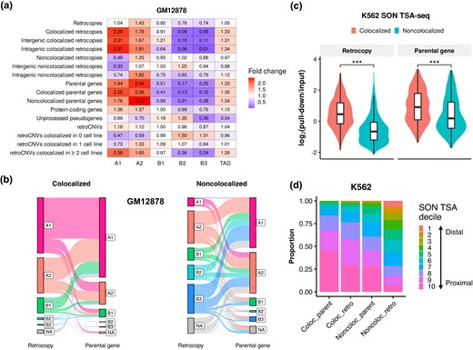 Chromatin positioning of retrocopies and parental genes in the 3D genome. a) Enrichments of retrocopies, parental genes, unprocessed pseudogenes, and retroCNVs in 5 primary subcompartments and TAD in the GM12878 cell line. b) Sankey diagram showing the connection of colocalized (left panel) and noncolocalized (right panel) retrocopy–parent pairs in the context of subcompartment annotations in GM12878. The height of bar indicates the proportion of loci that fall in respective categories. Lines connect retrocopies and their corresponding parent genes. NA denotes a fragment is not annotated as any of the 5 subcompartments. c) Comparison of SON TSA-Seq signal between colocalized and noncolocalized retrocopies/parental genes in K562 (***P < 0.001; 2-tailed Wilcoxon test). d) Proportion of colocalized and noncolocalized retrocopies/parental genes that overlapped with different SON TSA-Seq deciles in K562. Decile 1 (estimated distance: 0.868 to 1.020 μm) and decile 10 (estimated distance: 0.054 to 0.399 μm) represent the top 10% of chromatin that are farthest and closest to SON, respectively, and other deciles are those that fall between. Coloc_retro, colocalized retrocopies; Noncoloc_retro, noncolocalized retrocopies; Coloc_parent, colocalized parental genes; Noncoloc_parent, noncolocalized parental genes.