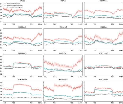 Epigenetic signals for DNase I hypersensitivity, histone variant H2A.Z, and 10 histone modifications along colocalized retrocopies, noncolocalized retrocopies, and unprocessed pseudogenes and their flanking regions (±3 kb) in the GM12878 cell line. Solid lines represent the mean fold change signal, and shadowed areas denote the standard error. TSS, putative transcription start site; TES, putative transcription end site.