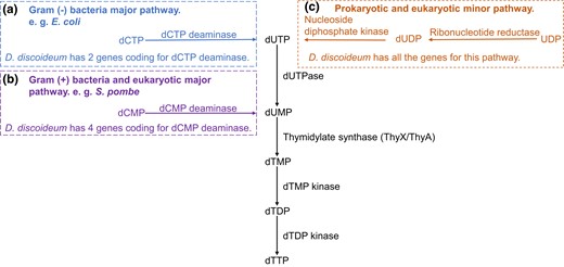 De novo synthesis of dTTP in prokaryotes and eukaryotes (salvage pathway not shown). a) The Gram-negative bacteria major pathway begins with the deamination of dCTP to dUTP by dCTP deaminase dUTP is hydrolyzed to dUMP by dUTPase. b) The Gram-positive bacteria and eukaryotic major pathway starts with the deamination of dCMP to dUMP by dCMP deaminase. c) The prokaryotic and eukaryotic minor pathway uses ribonucleotide reductase to reduce UDP to dUDP (or UTP to dUTP; not shown) followed by dUTP hydrolysis to dUMP by dUTPase. The conversion of dUMP to dTTP is common to all 3 pathways. TS converts dUMP to dTMP. Most eukaryotes use ThyA, except social amoebae which use ThyX, while bacteria use either ThyA or ThyX.