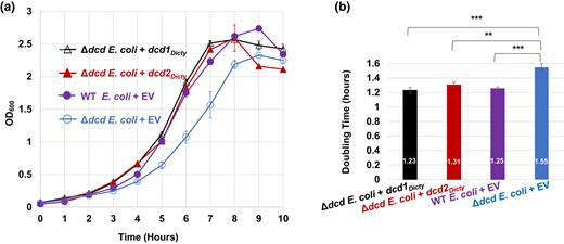 Growth of E. coli transformants and doubling time comparisons. The E. coli strains are the dCTP deaminase knockout of E. coli (Δdcd E. coli) transformed with either dcd1Dicty, dcd2Dicty, or EV (Δdcd E. coli + EV) and WT E. coli transformed with EV (WT E. coli + EV). a) Growth of transformants in MOPS minimal media. b) Calculated doubling times (numbers shown inside the bars). The doubling times of WT, dcd1Dicty, and dcd2Dicty are insignificantly different from each other, while all 3 strains have significantly better growth compared with Δdcd E. coli + EV. The results are the means of at least 4 replicates. P ≤ 0.05 (*) indicates a significant difference; P ≤ 0.01 (**) and P ≤ 0.001 (***) indicate a highly significant difference. Error bars for both growth data and doubling times represent standard errors (in (a), solid symbols obscure small error bars).