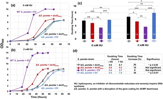 Growth of WT S. pombe and ΔS. pombe transformants and doubling time comparisons. The S. pombe strains are the dCMP deaminase knockout (ΔS. pombe) transformed with either dcd1Dicty, dcd2Dicty, or EV and WT S. pombe transformed with EV (WT S. pombe + EV). a) Growth in the absence of HU. b) Growth in the presence of 2 mM HU. All transformants grown in 2 mM HU form clusters upon reaching stationary phase because some of the mother and daughter cells do not separate and create chain-like structures, as documented previously (Tripathi et al. 2011). These likely contributed to the higher OD600 readings for stationary phase cells grown with 2 mM HU compared with cells grown without HU. c) Calculated doubling times (numbers inside bars). In the absence and presence of HU, doubling time differences among all pairs are significant. An exception was the ΔS. pombe + dcd1Dicty and ΔS. pombe + EV pairwise comparison without HU. d) HU has different impacts on the doubling times of S. pombe strains. The % increase was calculated (difference in doubling time)/(doubling time in the absence of HU). The results are means of a minimum of 3 replicates. P ≤ 0.05 (*) indicates a significant difference; P ≤ 0.01 (**) and P ≤ 0.001 (***) indicate highly significant differences. Error bars for both growth data and doubling times represent standard errors (in (a) and (b), solid symbols obscure small error bars).