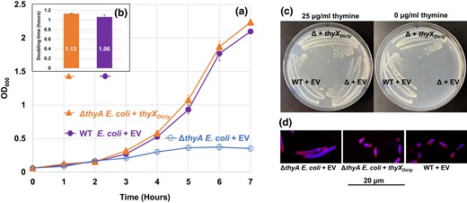 Growth of E. coli transformants and doubling time comparisons. The E. coli strains are the TS gene (thyA) knockout of E. coli (ΔthyA E. coli) transformed with either thyXDicty or EV (ΔthyA E. coli + EV) and WT E. coli transformed with EV (WT E. coli + EV). a) Growth of transformants in MOPS minimal media. b) Calculated doubling times (numbers shown inside the bars). The doubling times of WT + EV and ΔthyA E. coli + thyXDicty are insignificantly different from each other. The ΔthyA E. coli + EV stopped growing after reaching OD600 = 0.36, which did not permit a doubling time calculation. The results are the means of 3 replicates. Error bars for both growth data and doubling times represent standard errors (in (a), solid symbols obscure small error bars). c) Complementation of ΔthyA E. coli by thyXDicty. Cells from well-isolated single colonies streaked on MOPS minimal media with (left) or without (right) thymine. Colonies of both ΔthyA E. coli + thyXDicty and WT E. coli + EV arise at similar rates (images taken after 36 h at 37˚C), while ΔthyA E. coli + EV grows only in the presence of thymine. d) Dual staining of E. coli cells grown under thymine deprivation. The cell membrane is stained with FM4-64 and DNA is stained with DAPI. The figure shows a representative field of the filamentous cells observed for ΔthyA E. coli + EV, whereas the ΔthyA E. coli + thyXDicty transformant and WT + EV strains do not form filaments.