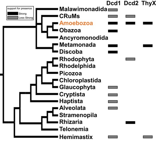 The distribution of Dcd1, Dcd2, and ThyX among 19 major eukaryotic groups. The simplified tree was derived from 4 studies of the phylogeny of eukaryotes (Brown et al. 2018; Burki et al. 2020; Schön et al. 2021; Strassert et al. 2021). A solid black rectangle means that the predicted protein is present in multiple (but not necessarily all) species in the same major eukaryotic group that form a monophyletic clade in their protein phylogeny (supplementary fig. S6, Supplementary Material online). A gray rectangle means either there is only a single species in the major group that contains the predicted protein or the presence of species belonging to the same major eukaryotic group that do not form a monophyletic clade. The detailed species distribution of Dcd1, Dcd2, and ThyX in the eukaryotic clades of their respective protein phylogenies is shown in supplementary fig. S6, Supplementary Material online.