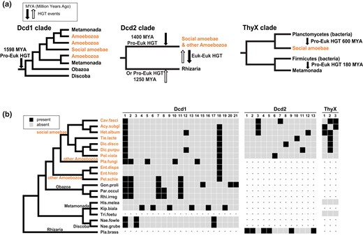 Simplified eukaryotic protein clades extracted from the ML trees each with the approximated time of the HGT event, plus the intron content of dcd1, dcd2, and thyX. a) The major eukaryotic clades containing Dcd1, Dcd2, ThyX1, and ThyX2 (from Fig. 5) with likely HGT timings. From left to right: Dcd1 entered the common ancestor of Amoebozoa, Obazoa, Metamonada, and Discoba. Dcd2 is gained by a transfer to either Amoebozoa or Rhizaria and then transferred to the other. ThyX1 entered social amoebae from Planctomycetes. ThyX2 entered Metamonads through a separate HGT from Firmicutes when both were parasites of a mammalian host (180 MYA is a rough estimate based on the suggested evolutionary emergence of mammals). b) Intron content of dcd1, dcd2, and thyX in social amoebae and other eukaryotes. A black box indicates the presence of an intron, a gray box indicates an absence, and dashes (–) indicate an absent gene. The cladogram represents the systematic relationships among sampled eukaryotic species (Brown et al. 2018; Burki et al. 2020; Schön et al. 2021; Strassert et al. 2021). Full names of species are shown in the trees in Fig. 5. Amoebozoa species that include social amoebae are in orange. The left panel shows introns in dcd1 that are in social amoebae and other eukaryotes. The middle panel shows the introns in dcd2 that are present in social amoebae and Plasmodiophora. The right panel shows introns in thyX that are in social amoebae. Genes of Tritrichomonas and Histomonas rarely have introns (Benchimol et al. 2017; Palmieri et al. 2021). The numbers above each panel indicate the relative positions of the introns from 5′ to 3′. The nucleotide positions of each intron are in supplementary fig. S8, Supplementary Material online which shows the exon alignment and intron sizes for each homologous gene.