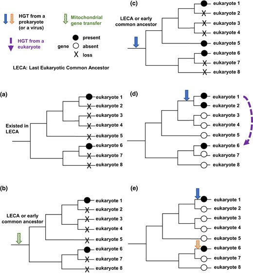 Proposed scenarios for the distribution of dcd1, dcd2, and thyX in eukaryotes. a) The gene is present in the LECA, and then, it is lost by multiple species, and only eukaryotes 1 and 6 retain the gene. b) The gene is gained through a transfer from a mitochondrion, and then, it is lost by multiple species, and only eukaryotes 1 and 6 retain the gene. c) The gene entered a common ancestor of some eukaryotes through HGT and is lost by multiple members of that clade, so only eukaryotes 1, 5, and 6 retain the gene. d) The gene entered a common ancestor of some eukaryotes through HGT, and a second HGT occurred from eukaryote 1 to eukaryote 6. e) Two separate HGTs introduced the gene into eukaryotes 1 and 6.