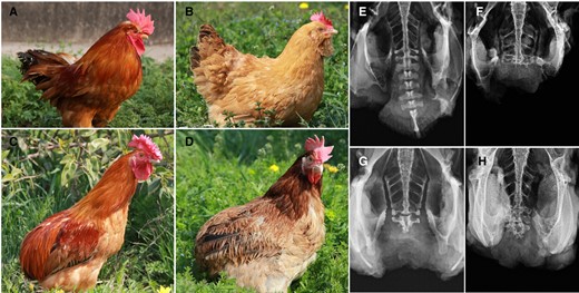 The rumpless Piao chicken. The WT cock (A), hen (B), Piao rumpless cock (C), and hen (D) are pictured, together with X-rays showing the tailbones of a WT (E) and 3 degrees of the rumpless trait (F, G, H) displayed in the Piao breed.