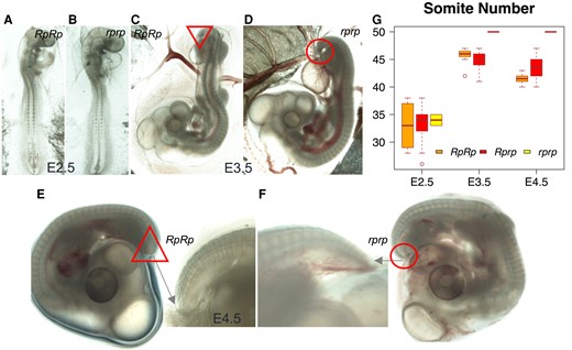 Evaluation of the somite number at different incubation stages. Somitogenesis was examined in Piao Chicken from embryonal stages E2.5 to E4.5 (A to F). The rumpless embryos showing reduced numbers of somite pairs are presented on the left. G) A summary of somite numbers in RpRp, Rprp, and rprp embryos from days E2.5 to E4.5.
