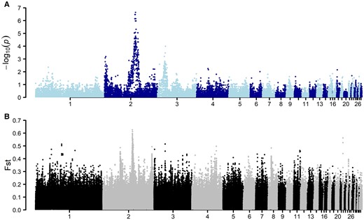 A significant association signal on chromosome 2 to rumplessness in the Piao chicken breed. A) GWAS using 33 backcross samples showed a strong association with rumplessness on chromosome 2. B) Genome-wide pairwise comparison of the Fst using rumpless (Piao and Bc) and normal samples with a sliding window size of 5 kb. The highest peak here was also observed on chromosome 2 in the same region as the GWAS association.