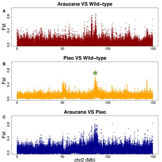 Analyses of the selection on chromosome 2 among rumpless Araucana, rumpless Piao, and 8 WT chicken populations. The target region for Piao chicken is pointed out with the green star. Different selection signals can be found between Araucana/WT (A) and Piao/WT (B) along the chromosome and also between Araucana and Piao at the target interval (C).