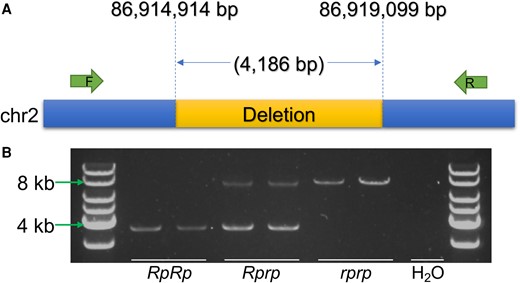 A functional candidate 4.2 kb deletion on chromosome 2 that is completely associated with the rumpless trait in the Piao chicken breed. A) The breakpoints of the deletion and location of the primers used for detection. B) Validation of the deletion using PCR amplification in RpRp, Rprp, and rprp chickens.