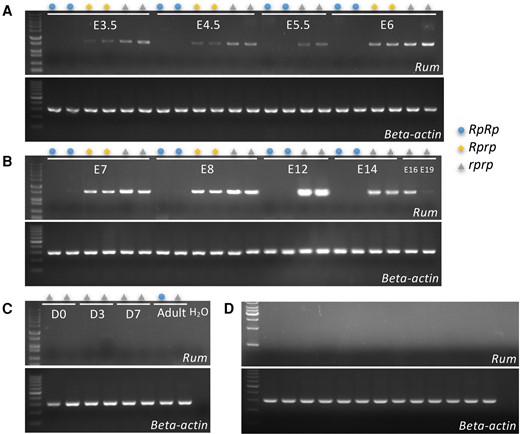 Expression analyses of this novel transcript Rum. The expression of Rum is detected in the tail tissues of embryos (A and B), as well as in chicks and adults (C). Additionally, expression was also detected in WT tissues (D). The samples were analyzed in the following order, from left to right: heart, liver, spleen, kidney, duodenum, jejunum, ileum, pectoralis muscle, thigh muscle, proventriculus, gizzard, thoracic cartilage, leg cartilage, and H2O.