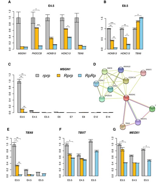 Expression analyses of differentially expressed genes in the tail tissue of embryos. The relative expression of significantly differentially expressed genes was analyzed at E4.5 (A) and E8.5 (B), as well as the long transcript of MSGN1 gene from E3.5 to E14 (C). The predicted protein–protein interaction network of MSGN1 (D). The relative expression of TBX6 (E), TBXT (F), and MEOX1 (G) was also evaluated at E3.5, E4.5, and E5.5. The vertical axis in each figure indicates the relative expression of each gene, normalized to the value of rprp at E3.5, which was defined as 1. Error bars in the figures represent the standard deviation. ***P < 0.001, **P < 0.01, *P < 0.05.