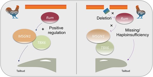 The molecular mechanism of Rum on regulating the rumpless trait in Piao.