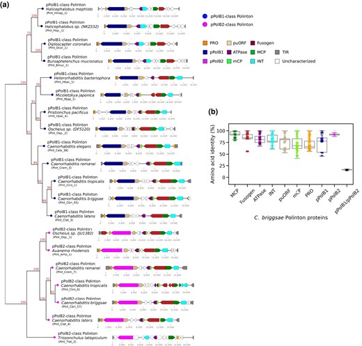 Two distinct DNA polymerase B families in Caenorhabditis polintons. a) A phylogenetic tree (left) was constructed by applying a ML-based method (IQ-TREE) to a multiple sequence alignment of pPolB proteins from Polintons of 19 nematode species. The genetic architectures of these elements are shown on the right. These Polintons were chosen for initial sequence alignment based on uninterrupted DNA polymerase and other Polinton protein coding regions. Bootstrap supporting values are shown on the top position of tree branches. Abbreviations for inferred polinton components are as follows: PRO for adenovirus-like maturation protease, puORF for Polinton-uncharacterized ORF, ATPase for a packaging ATPase, MCP and mCP for major and minor capsid proteins, INT for a retroviral-like-element integrase, and TIR for terminal inverted repeat. "Uncharacterized" are novel (potentially either spurious or functional) ORFs that have not been previously described in other Polintons. Labels in parentheses denote unique identifiers (UIs) for each Polinton (see supplementary table S1, Supplementary Material online). b) A dot plot and a background box plot show percent (%) amino acid identities between each Polinton protein found in 49 C. briggsae Polintons.