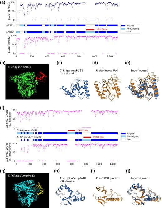 HNH and VSR endonuclease domains are found in terrestrial and marine nematode pPolB2s, respectively, but not in pPolB1. a) Aligned, nonaligned, and gap parts of pPolB1 and pPolB2 (middle panel) from sequence-free structural alignment are shown with pLDDT (predicted local distance difference test) score predicted at the single amino acid level by AlphaFold2. Overall aligned parts for both pPolB1 and pPolB2 showed high pLDDT score, suggesting confident prediction of the structures. b) The predicted structure of C. briggsae pPolB2 (green) with the HNH endonuclease domain (red). c to e) The predicted structure of pPolB2-specific HNH domain (c) and the crystal structure of P. alcaligenes PacI HNH endonuclease (d) (PDBid: 3M7K) (Shen et al. 2010) are superimposed e) (RMSD: 3.03, TM-score: 0.55) to show potentially conserved structural folds. f) Aligned and non-aligned parts of C. briggsae pPolB2 and T. latispiculum pPolB2 (middle panel) from sequence-free structural alignment are shown with pLDDT score. g) The predicted of T. latispiculum pPolB2 (cyan) with the VSR domain (yellow). h to j) The predicted structure of T. latispiculum pPolB2 VSR endonuclease domain (h) and the crystal structure of Escherichia coli VSR endonuclease (i) (PDBid: 1VSR) (Tsutakawa et al. 1999) are superimposed (j) (RMSD: 3.06, TM-score: 0.63) to show potentially conserved structural folds. Dark and light colors for both orange and blue (c to e and h to j) indicate aligned and nonaligned positions, respectively.