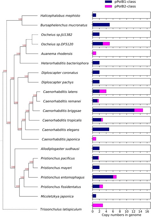 Interspecies copy number variations of nematode Polintons. Bar graphs (right panel) showing average copy numbers per genome of full-length pPolB1-class and pPolB2-class Polintons in selected Nematoda genomes where the species can be placed on a current phylogenetic tree based on recent analyses (Ahmed et al. 2022; Lee et al. 2023). Note that several species that have not yet been placed on the tree are not shown here; all information for species (placed and not) is shown in supplementary table S1, Supplementary Material online.