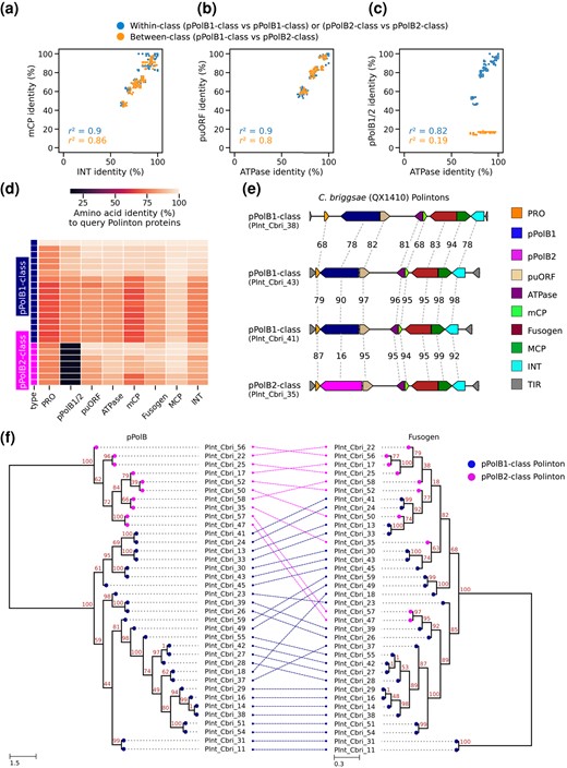 Two distantly related groups of pPolBs in C. briggsae Polintons. a to c) Scatter plots showing percent amino acid identity of 1 protein for each axis from C. briggsae Polinton species; mCP and INT a), puORF and ATPase b), and pPolB1/2 and ATPase c). Each dot indicates a pair of 2 C. briggsae Polintons, whose proteins indicated at the X and Y axes were aligned, respectively, for calculating percent identity. Dot colors indicate whether 2 Polintons in a pair for comparison are within the same pPolB group or from different pPolB groups. d) Heatmap showing percentage amino acid identity of proteins. Each row shows an individual C. briggsae Polinton, while each column represents one of the conserved Polinton proteins. All comparisons were performed against a query C. briggsae Polinton (Plnt_Cbri_18). e) Genetic architectures of 4 C. briggsae Polintons (QX1410 strain, a wild isolate) shown with % amino acid identities for each Polinton protein. Plnt_Cbri_41 and Plnt_Cbri_43 are relatively close to each other, showing >90% identity, while Plnt_Cbri_43 and Plnt_Cbri_38 are more distant (evidenced by lower % identities). The continuous nature of the homology outside of the pPolB region provides evidence for gradual divergence in these regions during the ancestry of the current elements. By contrast, the Plnt_Cbri_35 Polinton showed strong similarity in all proteins except pPolB (particularly to PInt_Cbri_41), with dramatic divergence for pPolB, suggesting a swapping event of the pPolB gene during the derivation of this Polinton. f) A tanglegram showing the relationship between 2 phylogenetic trees constructed from multiple sequence alignment of C. briggsae pPolB1/2 (left panel) and Fusogen (right panel) proteins. The colors of the nodes indicate pPolB1-class and pPolB2-class. Dashed lines between 2 trees denote the correspondence of pPolB and Fusogen proteins found from the same Polinton. The tree exemplifies that close relationships between non-pPolB proteins can be accompanied by very distant relationships between the corresponding pPolBs.
