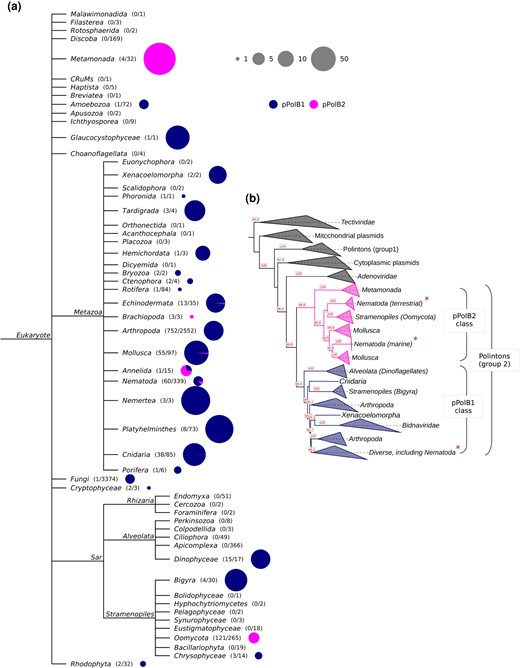Distinct distribution and evolutionary trajectories of pPolB1 and pPolB2 groups in the biosphere. a) A NCBI taxonomy tree with Eukaryotic taxa. The numbers in parentheses indicate the number of genomes having at least 1 copy of pPolB and the number of total genomes subjected to the Polinton pPolB search (see Materials and Methods for details). The sizes and colors in the pie charts indicate the copy number of Polinton pPolBs per pPolB-containing genomes and the classes of pPolB. b) A phylogenetic tree was constructed from multiple sequence alignment of pPolB proteins found in diverse taxa including viruses of prokaryotes, eukaryotes, DNA plasmids, and Polintons using the IQ-TREE-inferred ML method. Bootstrap supporting values are shown on the bottom positions of tree branches. All pPolBs identified in this study were found within Group 2 Polinton pPolBs where pPolB1 and pPolB2 classes form two major monophyletic groups. Asterisks indicated the Nematoda pPolB1 and pPolB2 proteins identified in this study.
