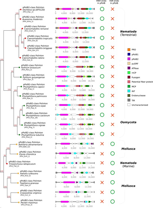 Phylogenetic relationships of Polinton pPolB2 proteins from 3 distinct phyla. A phylogenetic tree (left) has been built by using IQ-TREE-inferred ML on a multiple sequence alignment of pPolB2 protein sequences found from Nematoda, Oomycota, and Mollusca (see supplementary fig. S9, Supplementary Material online for full alignment data). Bootstrap supporting values are shown on the top position of tree branches.