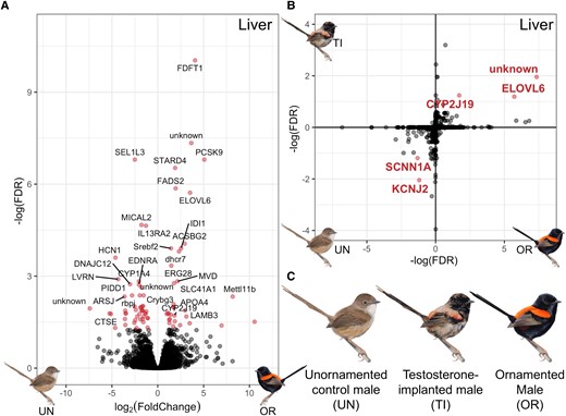 (A) Volcano plot of differential expression of genes in the liver between unornamented males and ornamented males, with significantly overexpressed genes (adjusted P < 0.05) plotted in red. Not all genes are labeled due to space. (B) Differential expression of shared genes in the liver between control unornamented (UN) and ornamented (OR) males (x-axis) and between unornamented and testosterone-implanted (TI) males (y-axis); genes that are significantly overexpressed (adjusted P < 0.1) in both ornamented males and testosterone-implanted males are located in the top right quadrant, and genes that are significantly overexpressed in unornamented males are in the bottom left quadrant. Significantly differentially expressed genes are colored and labeled in red. The unit on each axis is –log10(FDR) (FDR), an adjusted measure of significance that takes account for direction of expression. (C) Depiction of the three phenotypes used in the differential expression analysis. Unornamented males have a brown back and cream chest, testosterone-implanted males were just starting to molt in red back feathers and black chest feathers at the time of collection, and ornamented males have a red back and black chest.