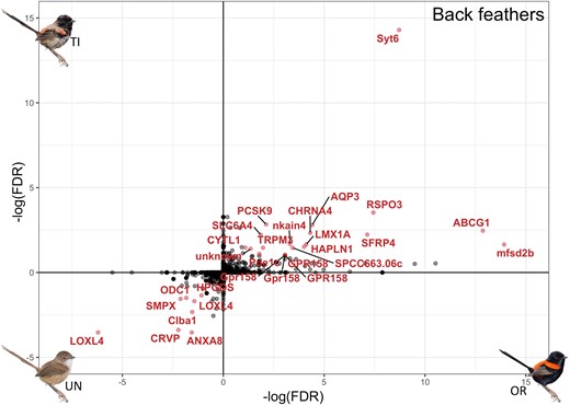 Differential expression of shared genes in back feathers between control unornamented (UN) and ornamented (OR) males (x-axis) and between unornamented and testosterone-implanted (TI) males (y-axis); genes that are significantly overexpressed (adjusted P < 0.1) in red feathers (in both ornamented males and testosterone-implanted males) are located in the top right quadrant, and genes that are significantly overexpressed in brown feathers (unornamented males) are in the bottom left quadrant. Significantly differentially expressed genes are colored and labeled in red.