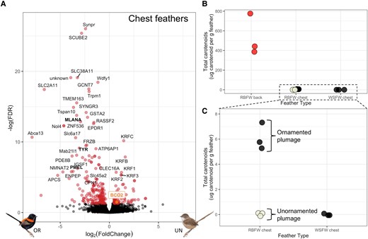 (A) Volcano plot of differential expression of genes in chest feathers between ornamented (OR) males (black feathers) and control unornamented (UN) males (cream feathers), with significantly overexpressed genes (adjusted P < 0.05) plotted in red. Genes labeled in bold black are part of the melanogenesis pathway, and BCO2 is highlighted in orange for ease of viewing. (B) Total carotenoid concentration in red-backed fairywren (Malurus melanocephalus) back feathers, red-backed fairywren chest feathers, and white-shouldered fairywren (M. alboscapulatus) chest feathers. The color of the points represents the color of those feathers (red, cream, and black). Note RBFW chest feathers were sampled from both ornamented (black) and unornamented (cream) males. (C) A zoom-in of figure 4B to see differences in black and cream RBFW chest feathers. There were no carotenoids detected in unornamented (cream) RBFW chest or WSFW chest feathers and were therefore coded as “0” for these plots.