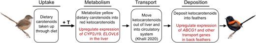 A working mechanistic model for how testosterone regulates a pathway that leads to the acquisition of carotenoid-based plumage ornamentation in male red-backed fairywrens. Processes that have been identified in this work are highlighted in red.