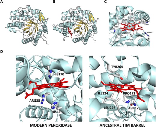 3D-structure of the ancestral TIM-barrel glycosidase studied in this work as determined by X-ray crystallography (Gamiz-Arco et al. 2021). (A) Structure of the protein without heme bound (PDB ID 6Z1H). Note that the region where heme binds displays substantial conformational flexibility and that, as a result, there are missing sections in the electronic density maps (for further details, see Gamiz-Arco et al. 2021). (B) Structure of the protein with heme bound (PDB ID 6Z1M). Heme binding rigidifies the protein and allows a larger part of the structure to be determined from the density maps, as it is apparent by comparing the structure shown in B with that shown in A (for further details, see Gamiz-Arco et al. 2021). (C) Zoom-in of the heme-binding region providing amino acid detail. (D) Comparison of the molecular environments of the heme in horseradish peroxidase (PDB ID 1HCH) and the ancestral TIM-barrel (PDB ID 6Z1M). Critical residues for peroxidase catalysis (the proximal histidine and distal histidine and arginine) are highlighted in the peroxidase structure. In the ancestral TIM-barrel structure, the proximal residue is not a histidine and the residues at the opposite side of the heme ring (labeled) do not include histidines or arginines.