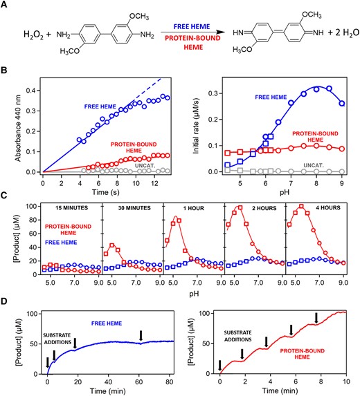 Peroxidase activity of free heme versus heme bound to the ancestral TIM-barrel. (A) Reaction used to test peroxidase activity. The kinetics of o-dianisidine peroxidation can be determined by following the increase of absorbance at 440 nm upon peroxidation. (B) Left: representative examples of the profiles of absorbance at 440 nm versus time used to calculate the initial rates of the reaction. The example shown corresponds to pH 7, heme concentration of 0.4 µM (either free- or protein-bound) and initial concentrations of hydrogen peroxide and o-dianisidine of 10 and 0.1 mM, respectively. The data show that the initial reaction rate is higher with free heme as a catalyst. Right: plot of initial rate versus pH for free heme, protein-bound heme, and a control experiment in the absence of heme (labeled “uncat”). In most of the studied pH range, initial rates are higher with free heme as a catalyst. Heme and initial substrate concentrations are the same as in B. Symbols refer to the buffer used: squares, 200 mM acetate, 150 mM NaCl; circles, 200 mM phosphate, 150 mM NaCl. (C) Profiles of the amount of peroxidation product formed versus pH over long reaction times (shown inside the plots). As the reaction time increases, bound heme progressively becomes a more efficient peroxidation catalyst than free heme. Buffers, heme concentration, and initial substrate concentrations are the same as in B. (D) Peroxidation kinetics over long reaction times with free heme (left) and protein-bound heme (right) as catalysts with repeated additions of 0.02 mM o-dianisidine substrate (labeled with arrows). Degradation of free heme catalysis is apparent by the progressive absence of peroxidation of freshly added o-dianisine. By contrast, no such degradation is observed with protein-bound heme. The data correspond to pH 7, heme concentration of 2 µM (either free- or protein-bound), and initial concentration of hydrogen peroxide of 10 mM.