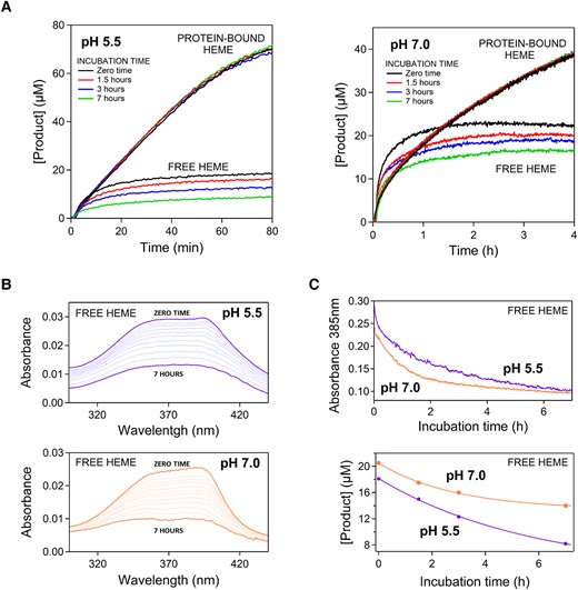 Degradation of catalysis by free heme during and before the peroxidation reaction. (A) Peroxidation kinetics over long reaction times with free heme and protein-bound heme as catalysts for pH 5.5 and pH 7. In all experiments, the heme concentration (either free- or protein-bound) was 0.4 µM and the initial concentrations of o-dianisidine and hydrogen peroxide were 0.1 and 10 mM, respectively. The experiments differ in the incubation duration, that is the time free heme or protein-bound heme were kept in the solution before the addition of the substrates. The curvature of the kinetic profiles for free heme reveals severe catalysis degradation during the peroxidation reaction. Yet, substantial degradation also occurs during the incubation time as shown by decreasing final product yields with increasing incubation time. (B) Self-association of heme as revealed by flattening of the Soret band of free heme in solution. Spectra were collected approximately every 30 min from the dilution of the heme stock in the buffer (zero time) to seven hours. See legend to figure 2 and Methods for buffer composition. (C) Plots of absorbance at 385 nm versus time (from the data given in B) and plots of final product yield versus incubation time (from the data given in A for free heme). Self-association occurs in the same time scale as (and it is the likely cause of) the degradation of catalytic potential of free heme during the incubation time.